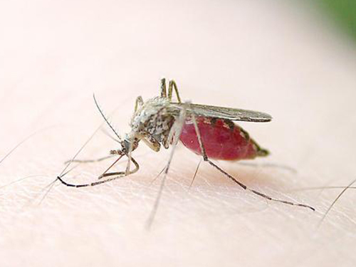 防治蚊子的这些方法你了解了吗？