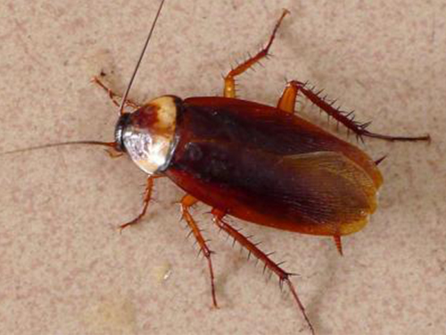 番禺灭鼠杀虫公司谈蟑螂的危害