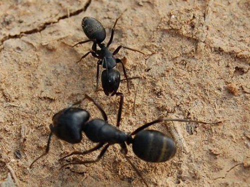 广州杀虫公司是如何消灭蚂蚁的？