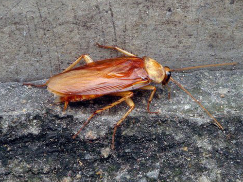 广州杀虫公司提醒除蟑螂要注意这些