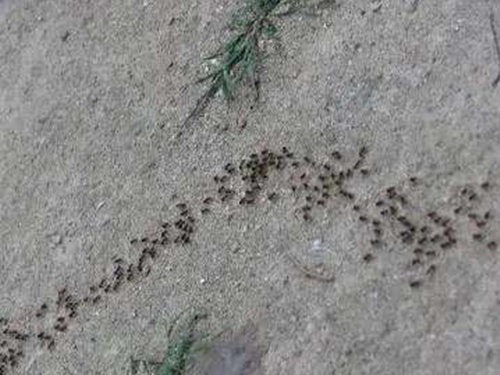 广州杀虫公司解析蚂蚁为何总是排队行动
