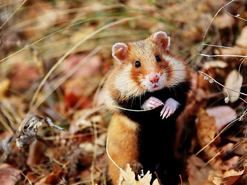 广州灭鼠杀虫公司解析几种鼠类的生活习性