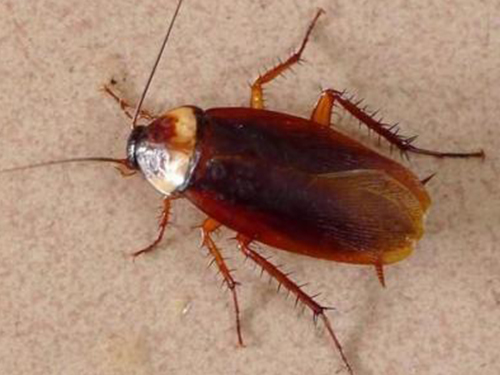 白蚁防治公司告诉你灭蟑螂的常见误区