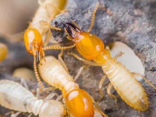 你知道白蚁有哪些主要危害吗？