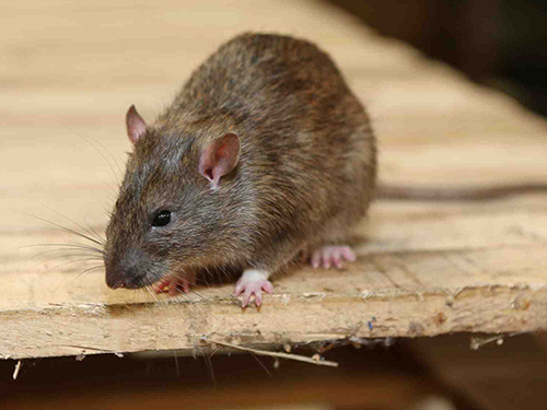 分析家里及时消灭老鼠的必要性
