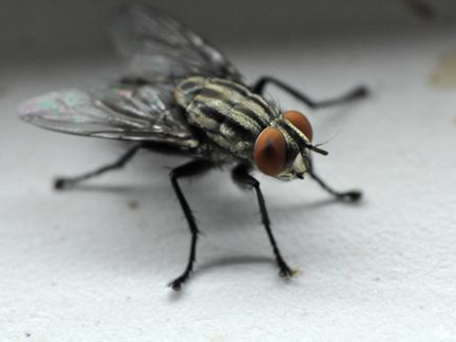 在炎炎夏季我们该怎么消灭苍蝇呢？
