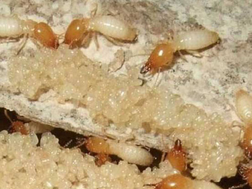 广州白蚁备案